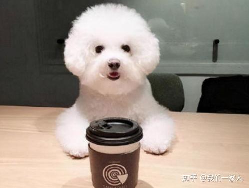 比熊阿熊吃哈密瓜视频,比熊阿熊的哈密瓜美食之旅