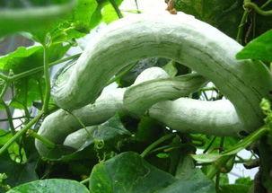 长蛇瓜怎样吃最好吃视频,视频教你如何烹饪出最佳口感