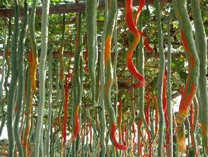 长蛇瓜怎样吃最好吃视频,视频教你如何烹饪出最佳口感