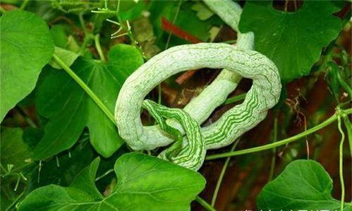 长蛇瓜怎样吃最好吃视频,视频教你如何烹饪出最佳口感