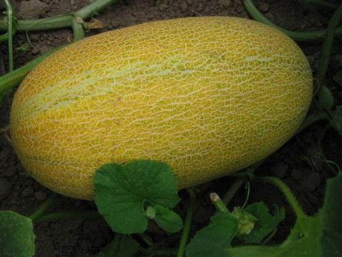 一个人吃哈密瓜视频,一睹哈密瓜美味瞬间