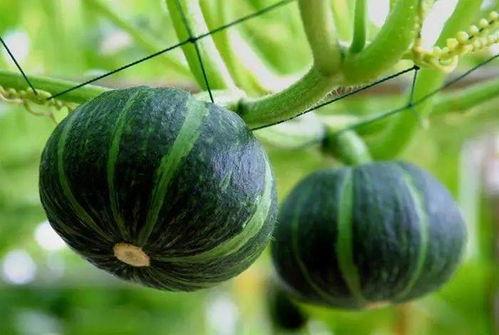 保定七中吃瓜视频,揭秘校园生活趣味瞬间