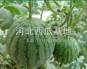 保定七中吃瓜视频,揭秘校园生活趣味瞬间