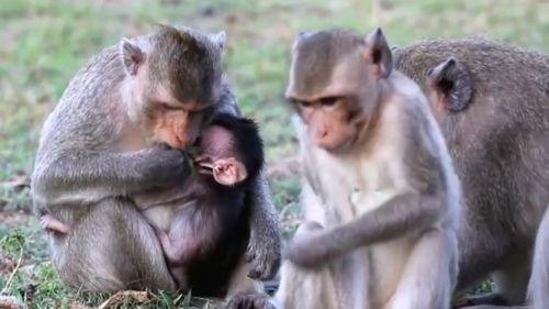 母猴子吃瓜配音视频大全