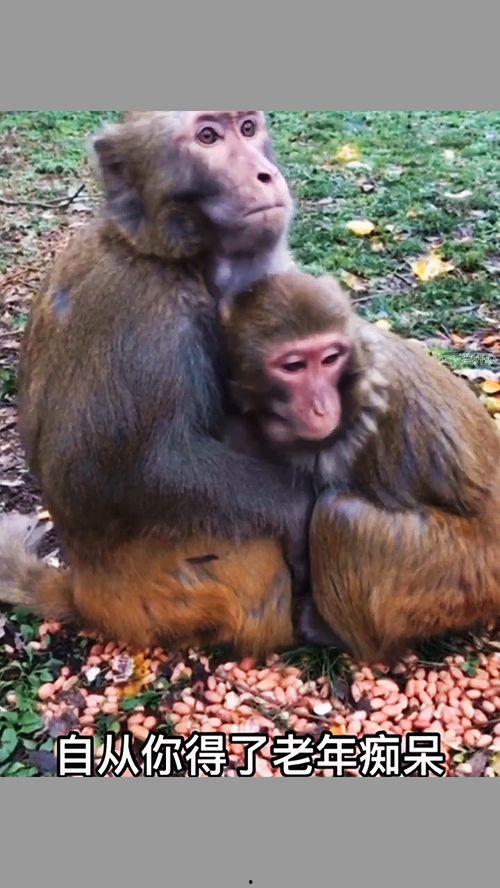 母猴子吃瓜配音视频大全