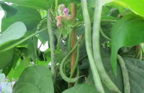 低血钾可以吃瓠瓜吗视频,瓠瓜的营养益处与食用建议