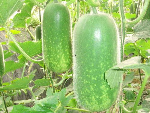 欢乐吃瓜的歌曲大全视频,欢乐吃瓜歌曲大全视频精彩回顾