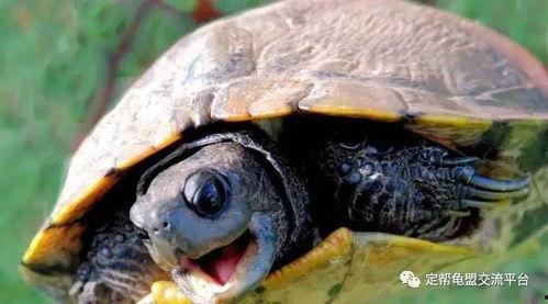 乌龟吃不吃蜜瓜呢视频,美味诱惑还是难以抗拒？