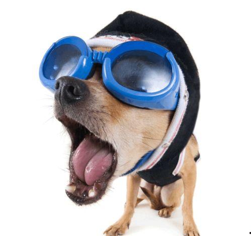 吃瓜的狗搞笑视频合集