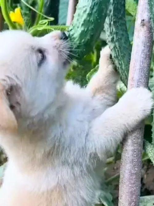 吃瓜的狗搞笑视频合集