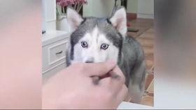 吃瓜的狗搞笑视频合集