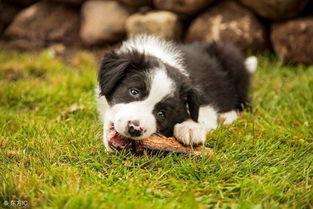 边牧吃哈密瓜好吗视频大全,边牧食用哈密瓜的安全性解析与营养益处