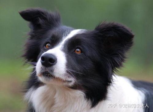 边牧吃哈密瓜好吗视频大全,边牧食用哈密瓜的安全性解析与营养益处