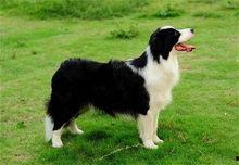 边牧吃哈密瓜好吗视频大全,边牧食用哈密瓜的安全性解析与营养益处