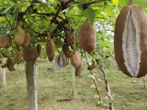 八月瓜自己种可以吃吗视频,轻松收获美味佳肴