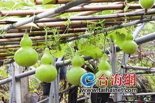 小六吃葫芦瓜视频,趣味横生大揭秘！