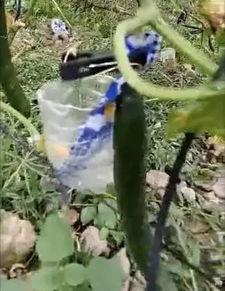 莱芜最近吃瓜事件真相视频,真相视频曝光背后的惊人内幕