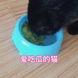 猫在阳台吃瓜视频,萌宠悠闲时光