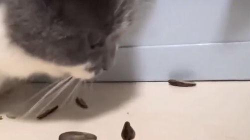 嗑瓜子吃瓜的视频在线观看,跟随视频一起吃瓜解压