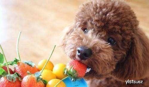 泰迪吃佛手瓜好吗视频,美味还是禁忌？