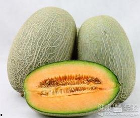 螳螂吃哈密瓜视频,一场生态界的趣味对决