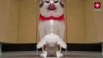 猫和老公吃大瓜视频播放,视频播放引发网友热议