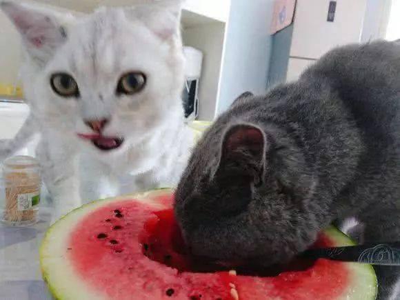 猫和老公吃大瓜视频播放,视频播放引发网友热议