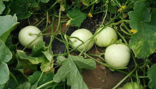 吃瓜原神开盒视频,吃瓜观众直呼过瘾！