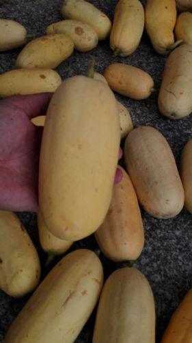 广昌杏瓜怎么吃最好吃视频,视频教你如何吃出最佳口感