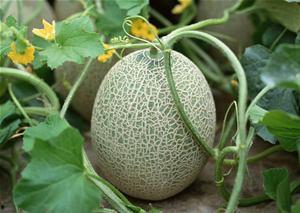 四川姑娘吃哈密瓜的视频,甜蜜滋味大揭秘！