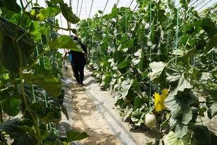 吃瓜视频大草坪,揭秘网红聚集地的魅力与故事