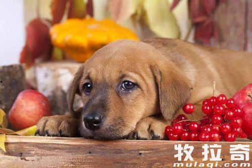 小圆瓜可以给狗狗吃嘛视频,狗狗的健康零食选择揭秘